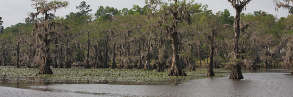 Caddo Lake Footer